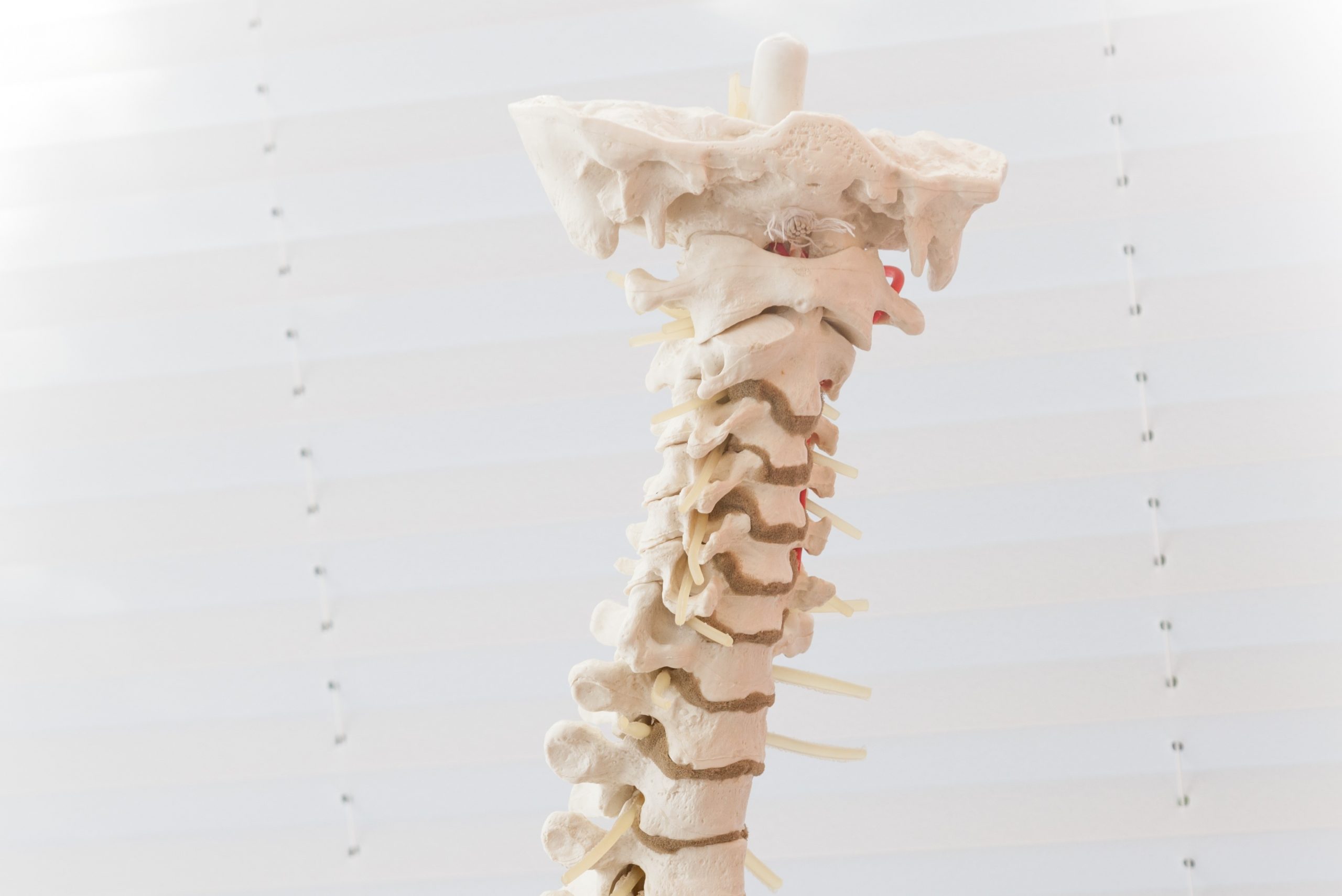 spine-2539697_v